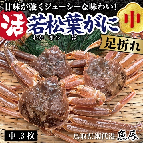 鳥取県網代港 若松葉ガニ（足折れ・中）生 3枚【魚辰】 ｜鳥取の特産