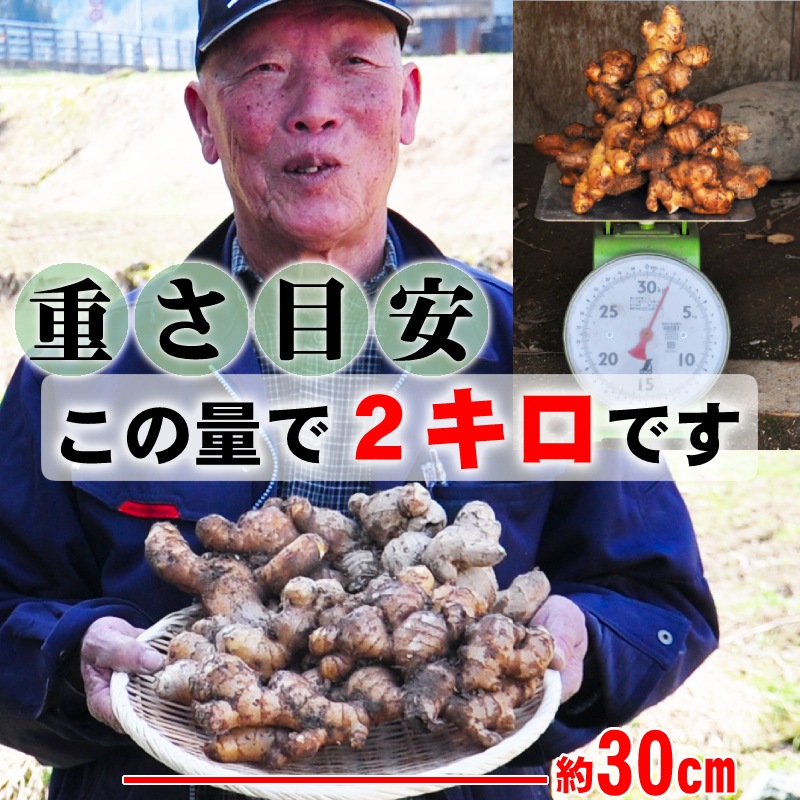 予約 採れたての旬を味わう／新しょうが 2kg 茲矩(これのり)生姜