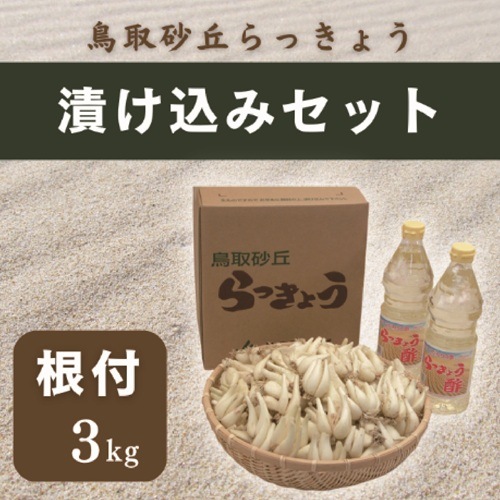 2026年度終了】鳥取砂丘らっきょう 漬け込みセット（冷蔵）【JA鳥取