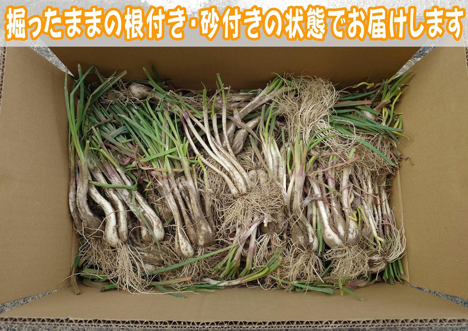 福部町産】根付きらっきょう10kg／鳥取市ふるさと物産館 ｜鳥取の特産