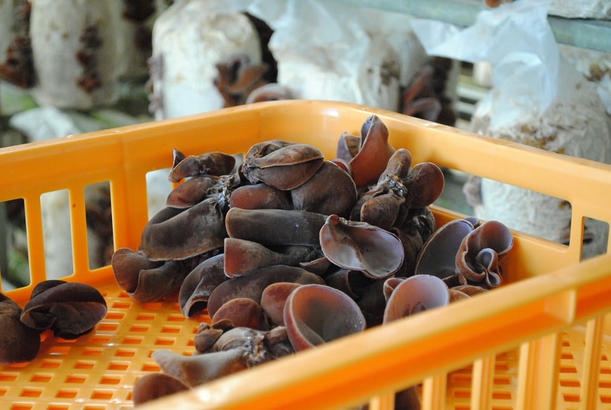 純国産 有機JAS認証 乾燥きくらげ大容量500g 【緑工房】 ｜鳥取の特産