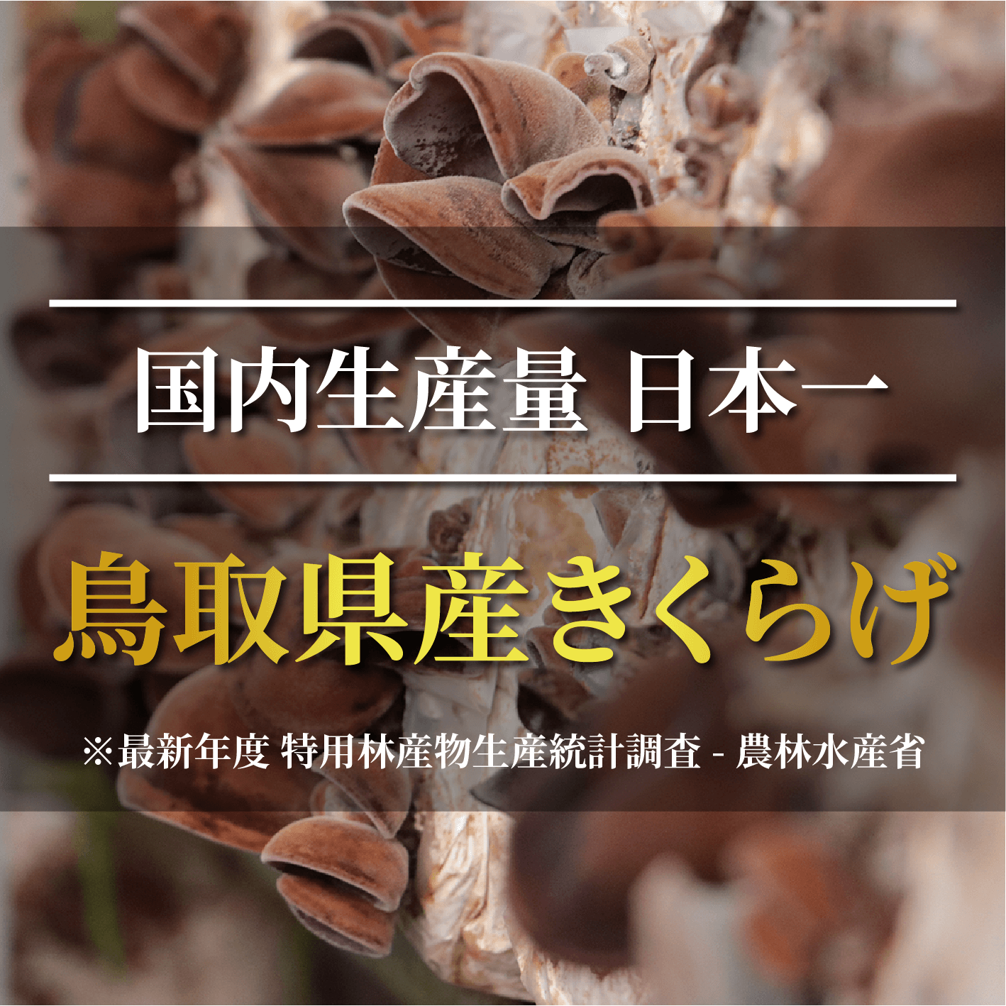 純国産 有機JAS認証 乾燥きくらげ大容量500g 【緑工房】 ｜鳥取の特産
