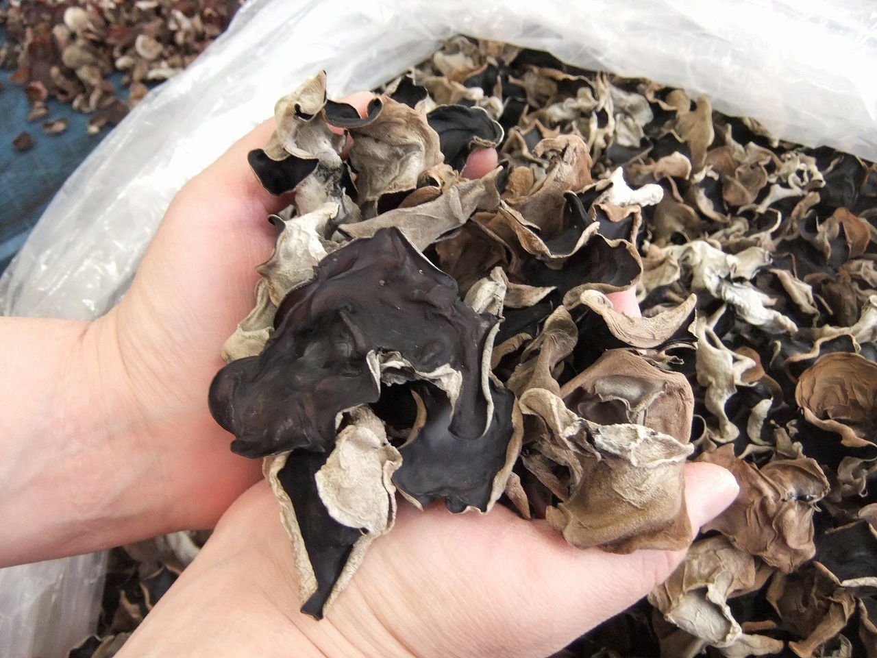 純国産 有機JAS認証 スライス乾燥きくらげ1kg 【緑工房】 ｜鳥取の特産