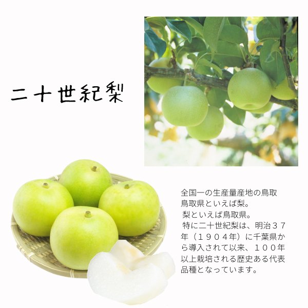 新甘泉梨・二十世紀梨 ペアセット（訳あり ご自宅用）5kg（10