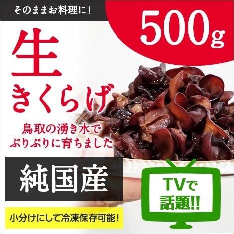 FUNGUS 完売間近！！ 純国産 生きくらげ500g ｜鳥取の特産品お取り寄せ通販｜とっとり