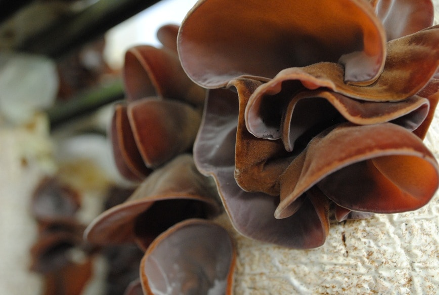 純国産 生きくらげ500g ｜鳥取の特産品お取り寄せ通販｜とっとり