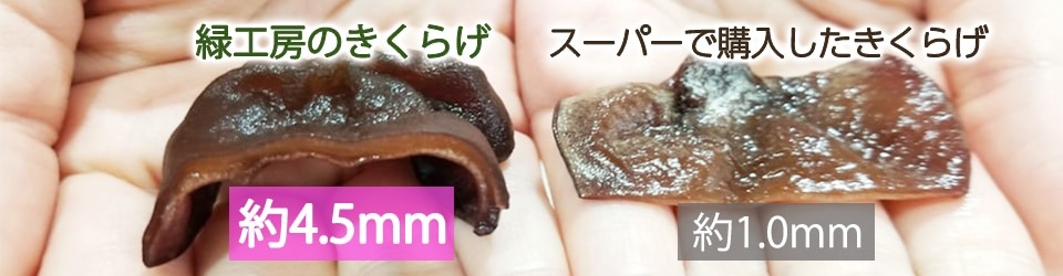 純国産 生きくらげ1kg 【緑工房】 ｜鳥取の特産品お取り寄せ通販｜とっ