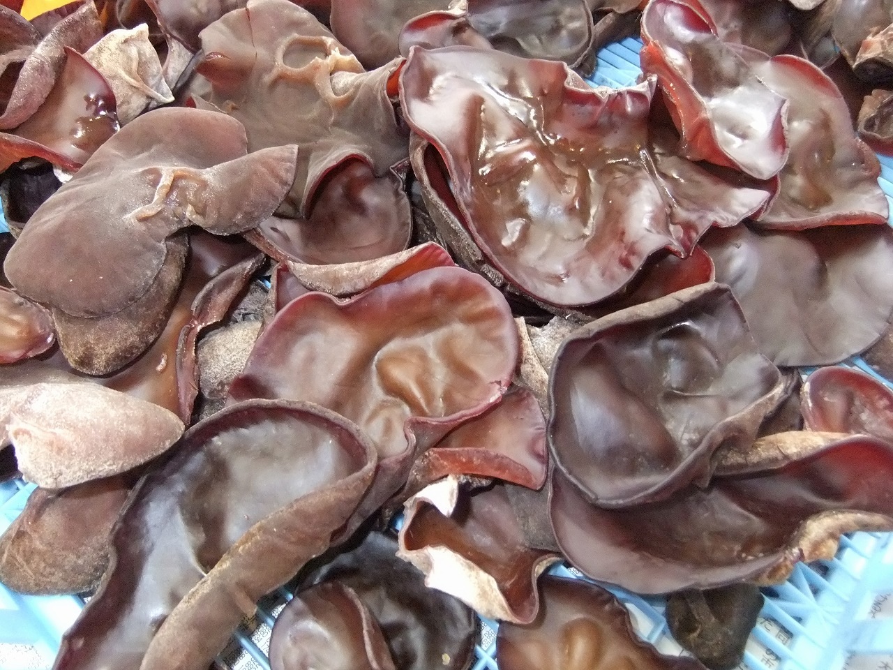 純国産 生きくらげ1kg 【緑工房】 ｜鳥取の特産品お取り寄せ通販｜とっ