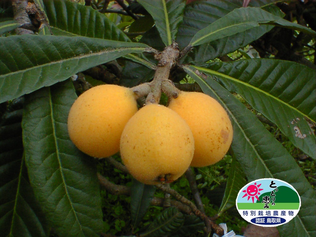 絹見枇杷（びわ）650g （12玉ー18玉） 【石谷果実園】 ｜鳥取の特産品