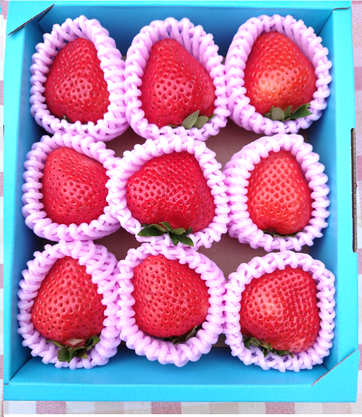 大粒苺【とっておきSP】450g 鳥取いちご とみハウス ｜鳥取の特産品お