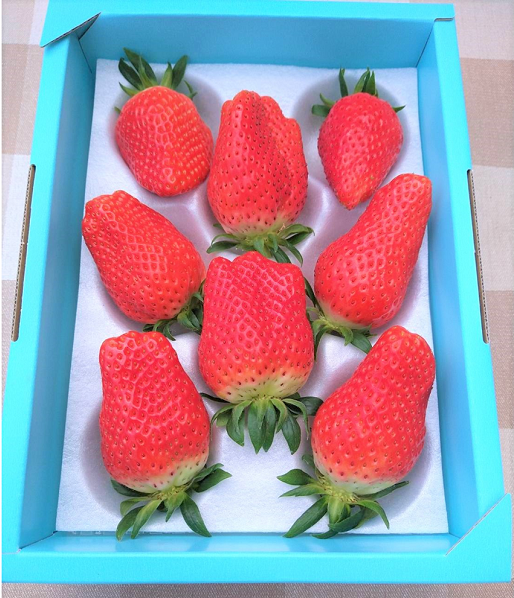 大粒苺【章姫(あきひめ)SP】450g 鳥取いちご とみハウス ｜鳥取の特産