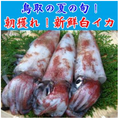 朝獲れ！新鮮白イカ 1kg以上【 2～5杯 】【さかなや新鮮組】 ｜鳥取の