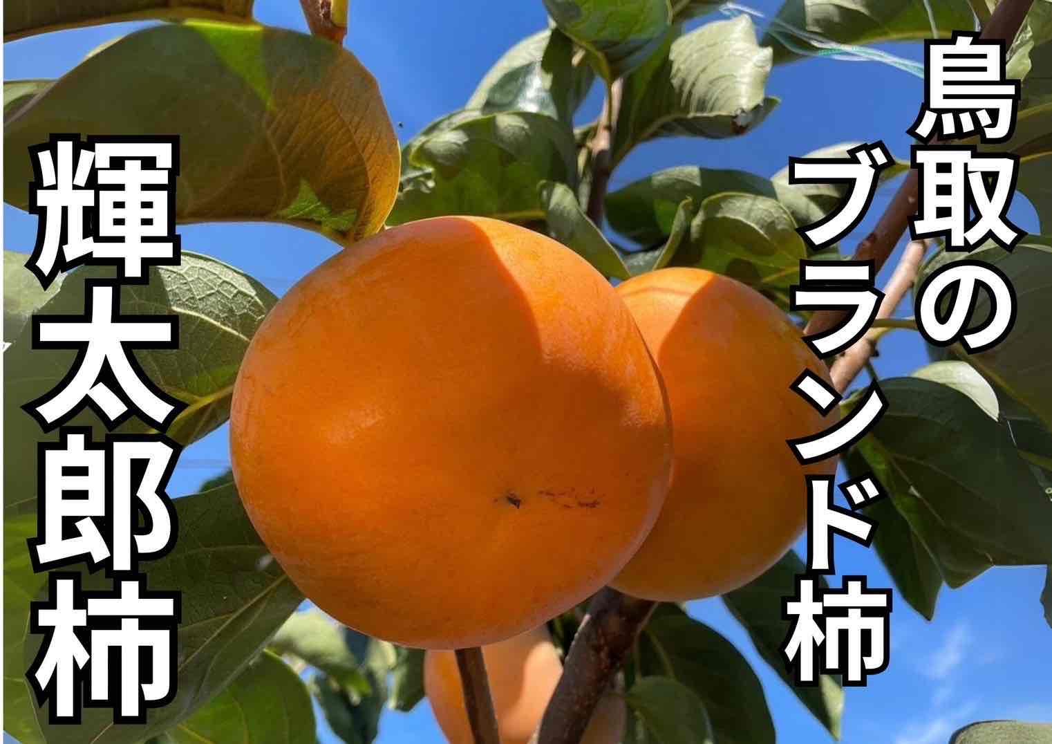 2026年度】輝太郎柿 家庭用 予約3.3kg(個数おまかせ）【みつ農園