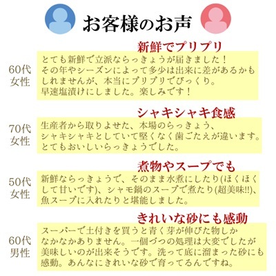 鹿児島県産 新鮮 らっきょう 10kg 鳥取 に次ぐ生産量443 f953436986670dc15a8893f102b8e2