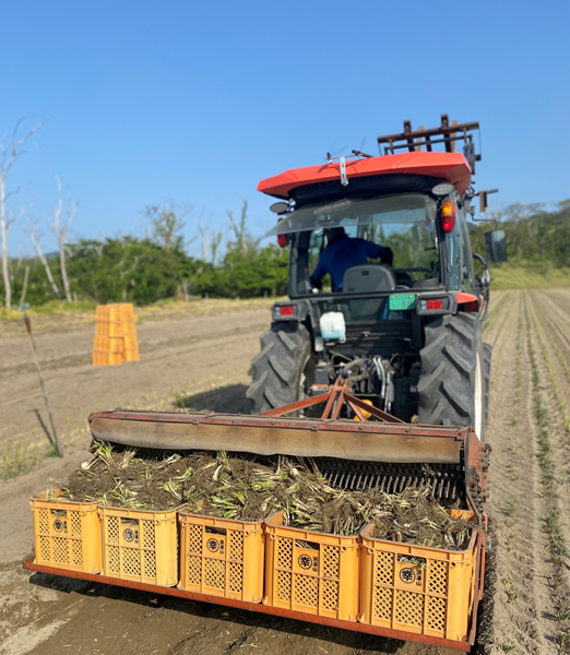 きょうぎらすさん専用ページ 橋本さんちの砂丘らっきょう甘酢漬け400g ｜鳥取の特産品お