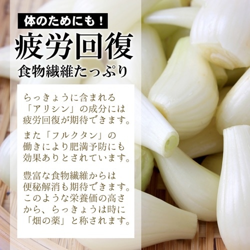 ☆本年ラスト 生らっきょう 10kg 鳥取県産（根茎砂付き）らくだ 大きさ