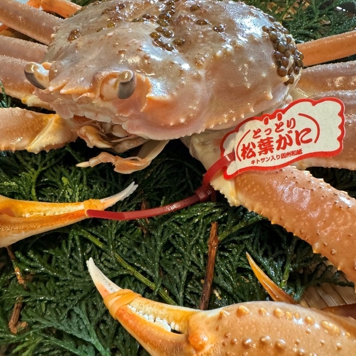 【最高級・特別価格】鳥取県境港産 松葉かに Mサイズ 活 5枚入り 1級品厳選 868：【境港厳選大型サイズ】浜茹で松葉ガニ1杯 600g超(ブランドタグ付き)