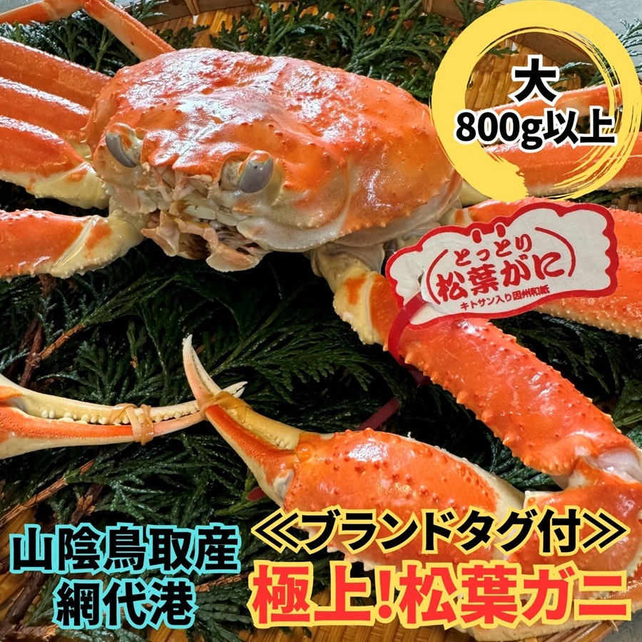 ご贈答用におすすめ最高級松葉ガニ≪ブランドタグ付≫【大】800g以上