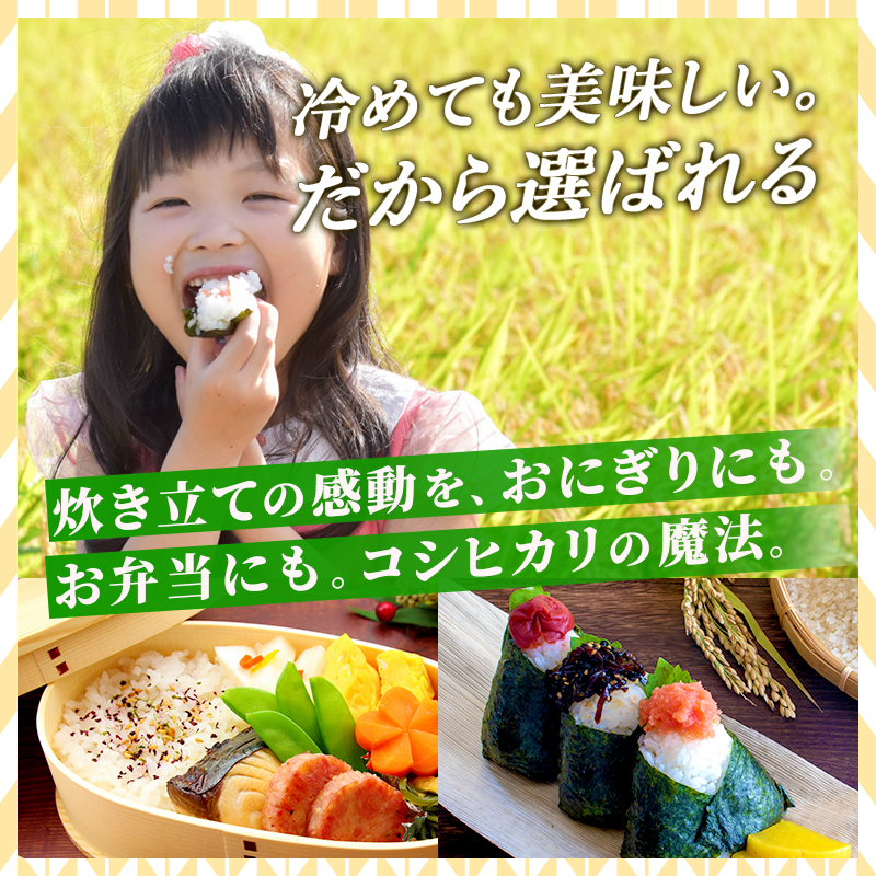 ≪新米≫【順次お届け/予約】令和8年産（玄米10kg）コシヒカリ5kg×2袋