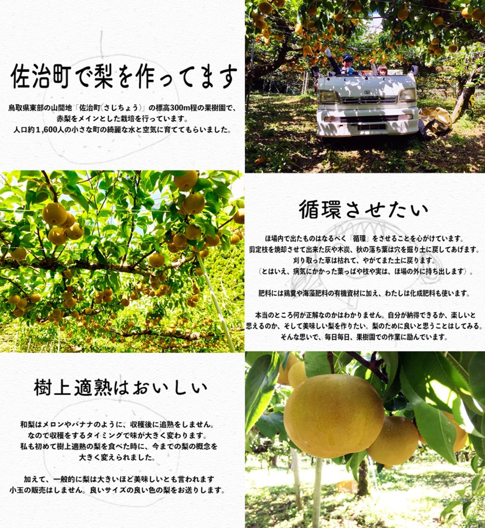 準備中】予約 王秋(佐治町産) 5kg箱詰め【あくつの梨】 ｜鳥取の特産品