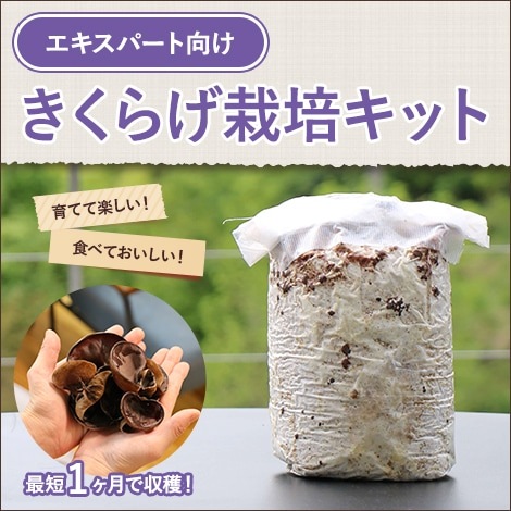 自然栽培(全20巻) 自然栽培 Vol.20 実りをもたらし、いのちを育む 「山」は、生命