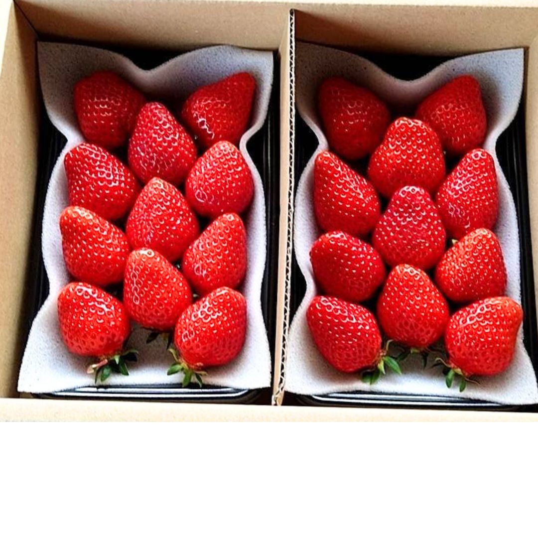 イチゴ 鳥取いちご｜えらべるパック4【章姫・とっておき・味くらべ 】 とみ
