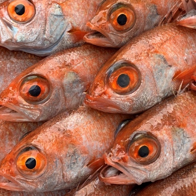 魚剥製天然2種セット 朝獲れ直送！旬の天然魚セット(2人さま)【さかなや新鮮組】 ｜鳥取の