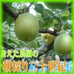 朝どれ二十世紀梨3kg（7〜10玉入り）【まえた農園】