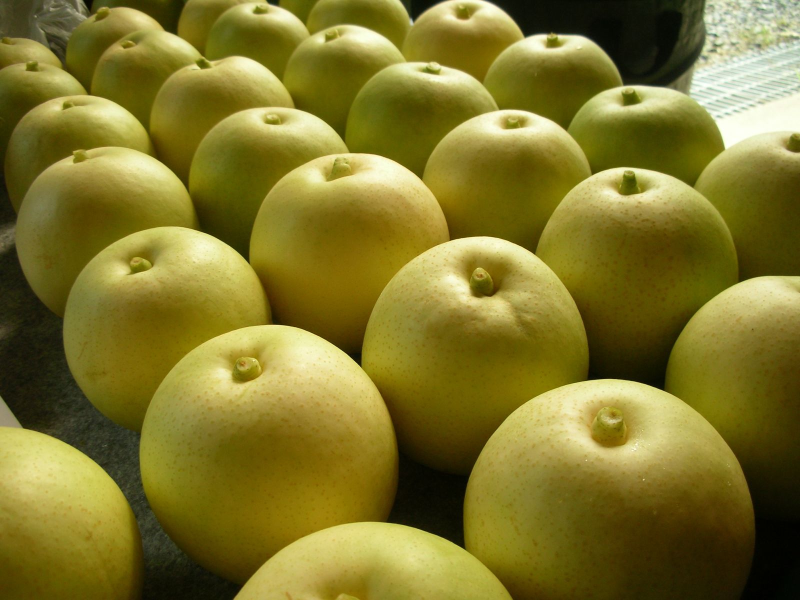 二十世紀梨3kg(7～10玉入り)【まえた農園】 ｜鳥取の特産品お取り寄せ