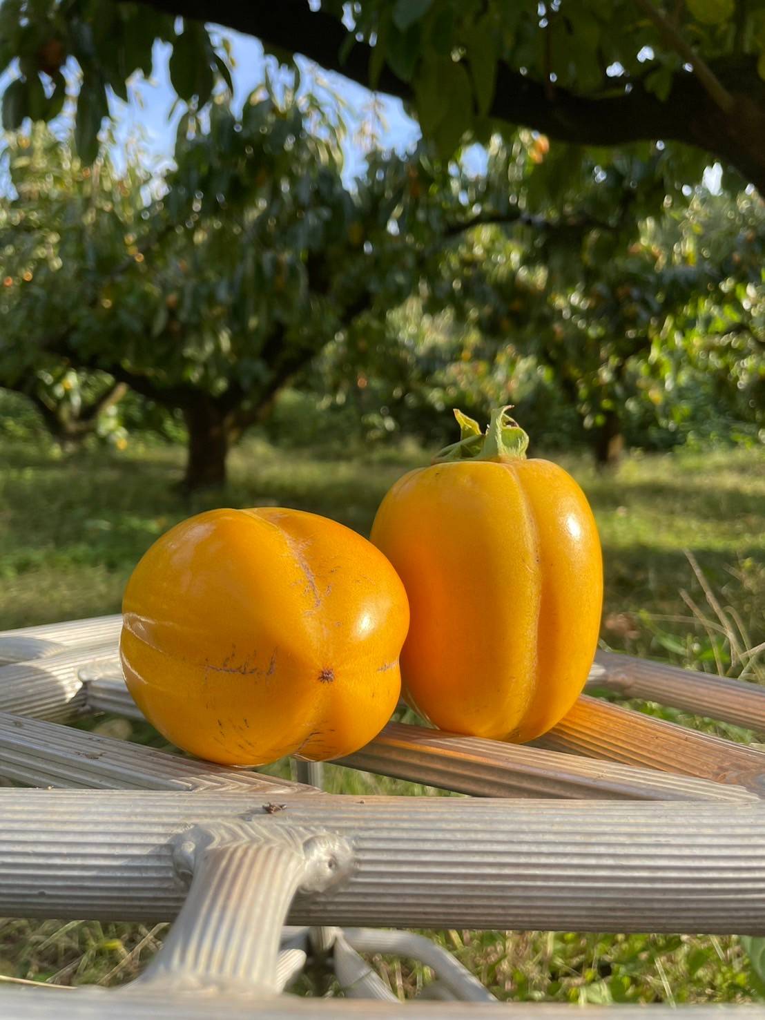 一度食べたらやめられない 西条柿100％使用の【無限干し柿】みつ農園