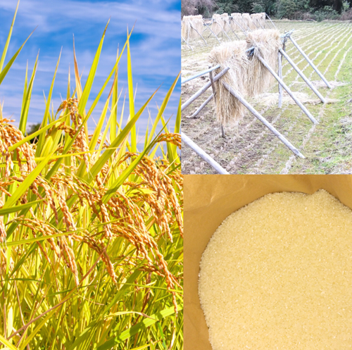 農家自然のお米　令和６年製　こしひかり　淡路島県　① 新米】農家直送！令和6年産 コシヒカリ 農薬・除草剤不使用 自然栽培米