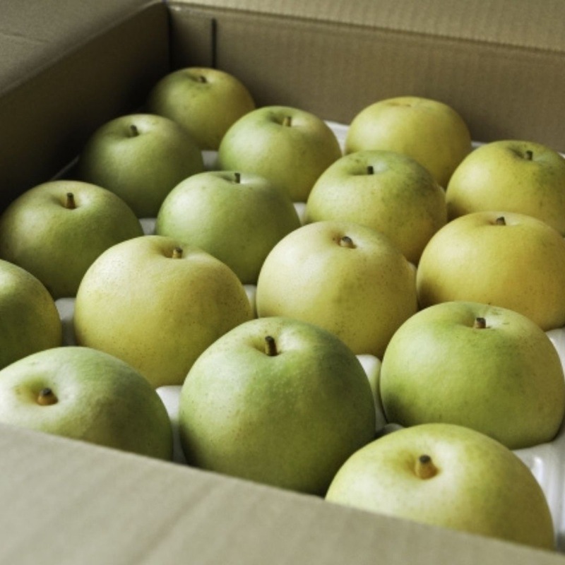 二十世紀梨 秀品 5kg（14～18玉）【 ファーム SORA 】 ｜鳥取の特産品