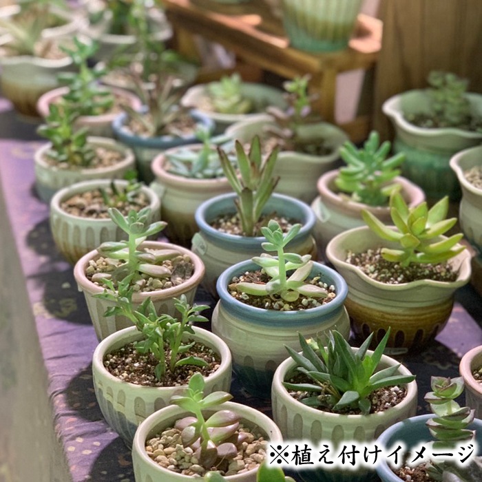【益子焼】 2.5号鉢 植木鉢 おしゃれ しのぎ 陶器 サイズ小 小さめ 多肉植物 多肉用 ミニ植木鉢【開き形・薄ピンク&白系色・縁パープル・単品1個】