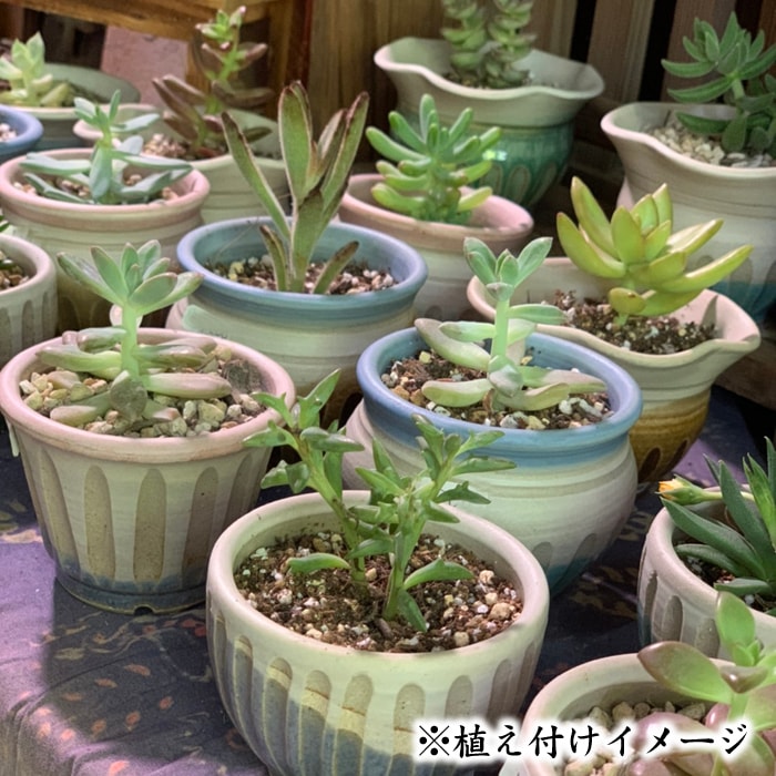 【益子焼】 2.5号鉢 植木鉢 おしゃれ しのぎ 陶器 サイズ小 小さめ 多肉植物 多肉用 ミニ植木鉢【丸形・グリーンななめ掛け＆白系色・単品１個】