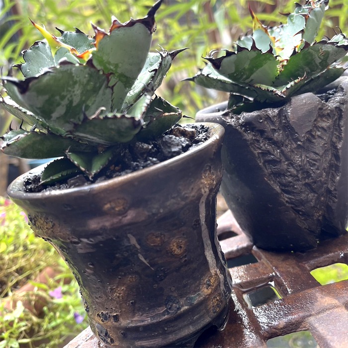【益子焼】 4.4号鉢 植木鉢 陶器鉢 塊根植物 アガベ サボテン 【黒金銀河鉢・Black＆Gold Garaxy】 高さ約12～13cm 作家 陶芸家 横山雄一作