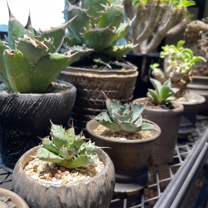 【益子焼】 ミニサイズ 小さめ　植木鉢 陶器鉢 塊根植物 アガベ サボテン 【銀河鉢クレーター・Black＆Gold】 高さ約6.3cm 作家 陶芸家 横山雄一作