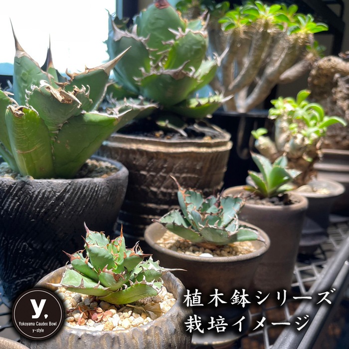 【益子焼】 4.3号鉢 植木鉢 陶器鉢 塊根植物 アガベ サボテン 【深山金鉢】 高さ約15cm 一点物 作家 陶芸家 横山雄一作