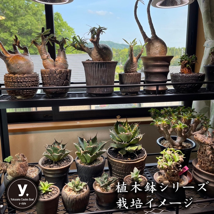 益子焼｜【益子焼】 5.3号鉢 植木鉢 陶器鉢 塊根植物 アガベ サボテン
