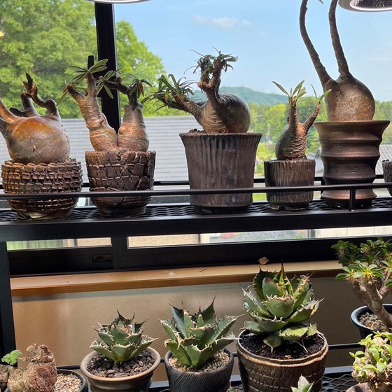 【益子焼】 3.1号鉢 植木鉢 陶器鉢 塊根植物 パキポディウム グラキリス 【黒金銀河鉢・Black＆Gold Garaxy】 高さ6.5～7cm 作家 陶芸家 横山雄一作