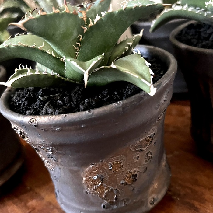 【益子焼】 3.5号鉢 植木鉢 陶器鉢 塊根植物 パキポディウム グラキリス 【黒金銀河鉢・Black＆Gold Garaxy】 上部2ライン 高さ7cm 作家 陶芸家 横山雄一作