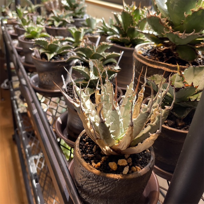 【益子焼】 3.5号鉢 植木鉢 陶器鉢 塊根植物 パキポディウム グラキリス 【黒金銀河鉢・Black＆Gold Garaxy】 上部2ライン 高さ7cm 作家 陶芸家 横山雄一作