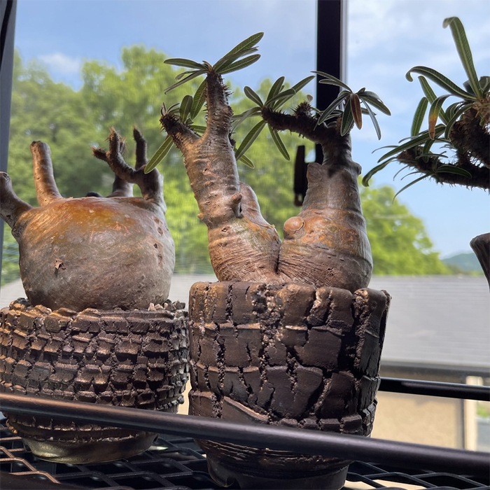 【益子焼】 3.5号鉢 植木鉢 陶器鉢 塊根植物 パキポディウム グラキリス 【黒金銀河鉢・Black＆Gold Garaxy】 上部2ライン 高さ7cm 作家 陶芸家 横山雄一作