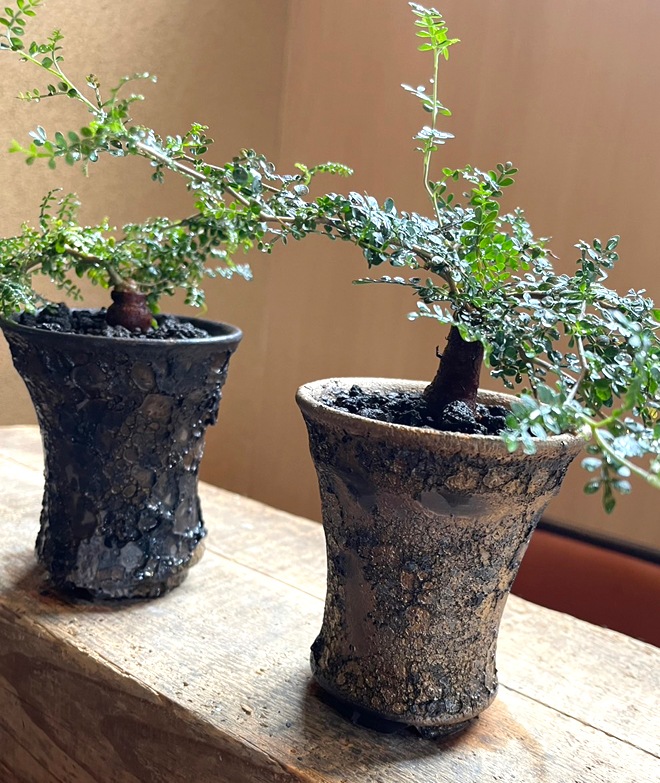 【益子焼】 3.1号鉢 植木鉢 陶器鉢 塊根植物 アガベ サボテン 【NEW銀河鉢クレーター・Black＆Gold・gold多め】 高さ約10.3～11cm 作家 陶芸家 横山雄一作