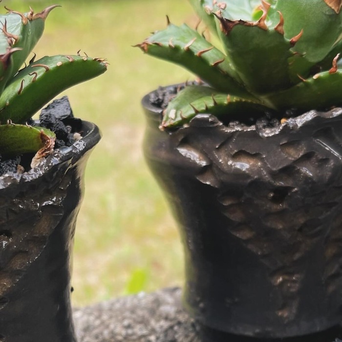 益子焼｜【益子焼】 2.5号鉢 植木鉢 陶器鉢 塊根植物 アガベ サボテン