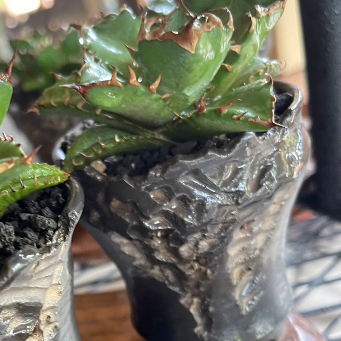 【益子焼】 2.5号鉢 植木鉢 陶器鉢 塊根植物 アガベ サボテン 【彫刻深山金鉢・Black＆Gold】 高さ8～8.5cm 作家 陶芸家 横山雄一作