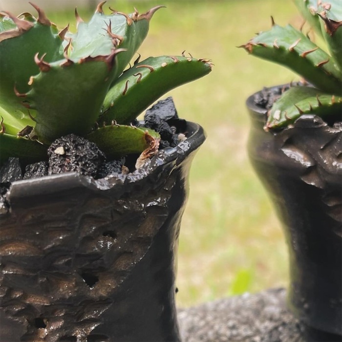 【益子焼】 2.6号鉢 植木鉢 陶器鉢 塊根植物 アガベ サボテン 【彫刻深山金鉢・Black＆Gold・開いた形】 高さ約8cm前後 作家 陶芸家 横山雄一作