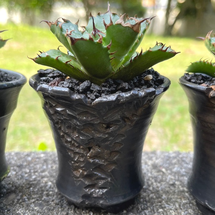 【益子焼】 2.6号鉢 植木鉢 陶器鉢 塊根植物 アガベ サボテン 【彫刻深山金鉢・Black＆Gold・開いた形】 高さ約8cm前後 作家 陶芸家 横山雄一作