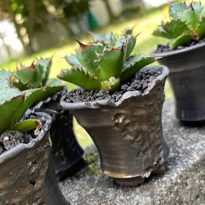 【益子焼】 2.6号鉢 植木鉢 陶器鉢 塊根植物 アガベ サボテン 【彫刻深山金鉢・Black＆Gold・開いた形】 高さ約8cm前後 作家 陶芸家 横山雄一作