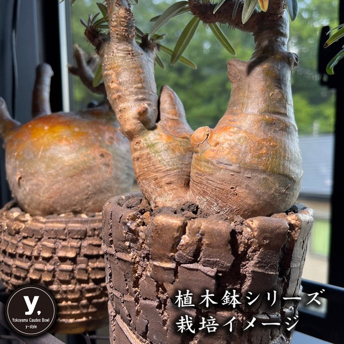 【益子焼】 5.5号鉢 植木鉢 陶器鉢 塊根植物 アガベ サボテン 【深山金鉢しのぎ手】 高さ約11cm 一点物 作家 陶芸家 横山雄一作
