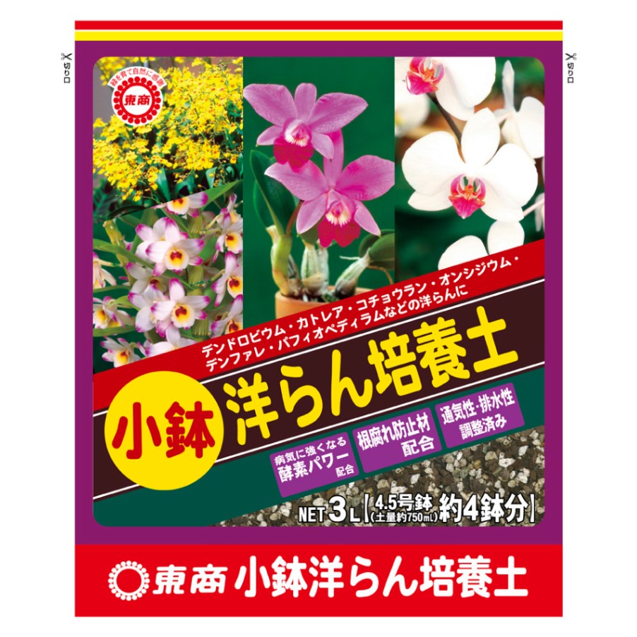 サンデリアナ　幼苗　3 洋蘭 Shop小型Little | nakato-orchids
